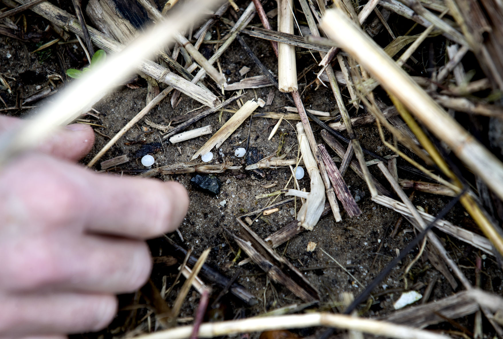 nurdles in rush.jpg